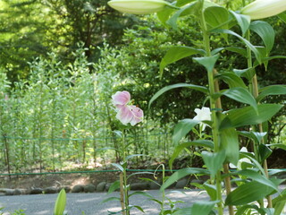 公園の花壇で咲いているユリの花