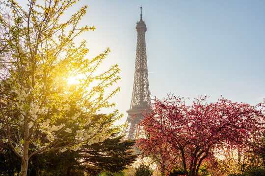 Eiffel Tower with blooming sakura in Trocadero in spring, Paris, France