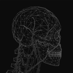 Wireframe human skull with detailed anatomical structure, showcasing bones and sutures in a clean digital rendering. The skeletal model highlights the cranium, jaw, and eye sockets for medical or.