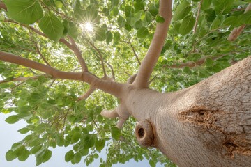 Low-angle View Showcasing a Large Leafy Tree Illuminated by Sunlight Against a Clear Sky