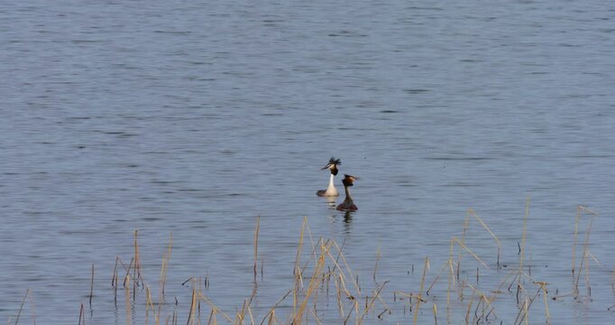 Majestic great crested grebes (Podiceps cristatus) demonstrate intricate mating rituals. Two monogamous pairs engage in precise head-shaking and weed-exchange ceremonies across still waters