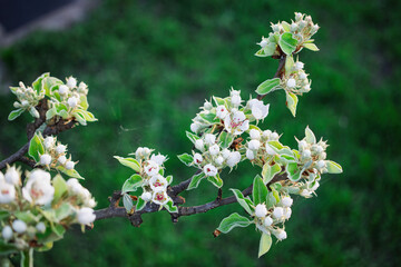 Spring blossoms on a fruit tree showcase delicate white flowers in a sunny garden setting