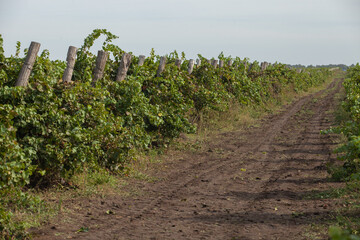 A rustic dirt path winds alongside perfectly aligned rows of grapevines supported by wooden posts...