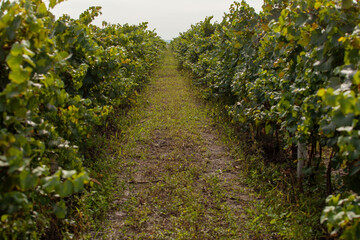 Rows of grapevines, vibrant with green leaves and supported by wooden posts, stretch across a vineyard under a bright sky, illustrating the agricultural beauty of winemaking regions