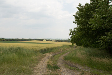 A dirt road through a field
