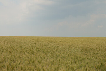 A field of green grass