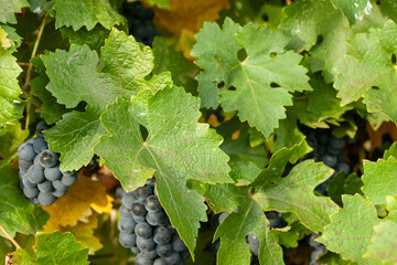 Lush green grape leaves frame clusters of ripening dark wine grapes on the vine, showcasing the...