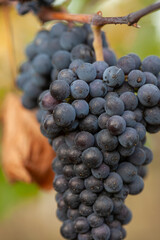 Close-up of ripe, dark red wine grapes, possibly Pinot Noir or a similar varietal, hanging heavy on the vine in a vineyard, ready for harvest, symbolizing winemaking and autumn abundance.