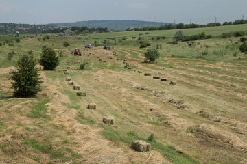 Fototapeta premium A large field with a group of animals in it