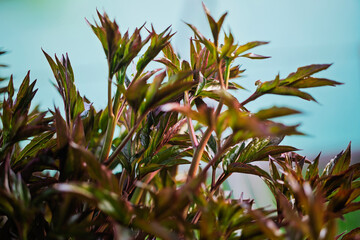 Lush green foliage with vibrant leaves under natural light in an indoor setting