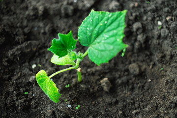 New cucumber seedling growing in rich soil under sunlight in a garden setting