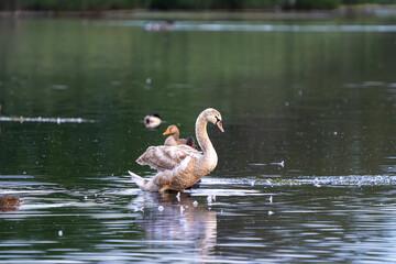 Juvenile Mute Swan Skimming Water Surface on Lake