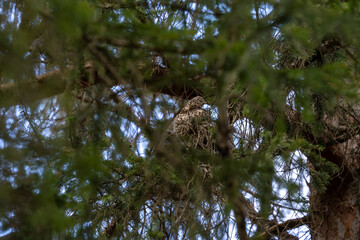 Mistle Thrush Sitting in Nest Hidden Among Pine Branches – Nature Wildlife Photography
