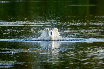 Fototapeta premium Mute Swan Making Splash in Lake During Aggressive Display