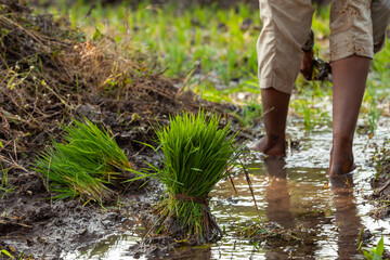 Bundles of vibrant green rice seedlings ready for planting, lying in the muddy water of a paddy...