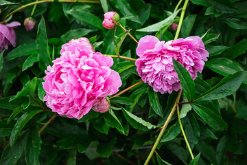 Pink peonies blooming amidst lush green foliage in mid-spring garden