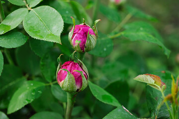Beautiful pink rose buds emerging in a lush garden during springtime