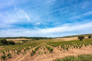 Extensive Vineyards in Ribera del Duero Wine Region. Olmedillo de Roa, Burgos, Castile and Leon,...
