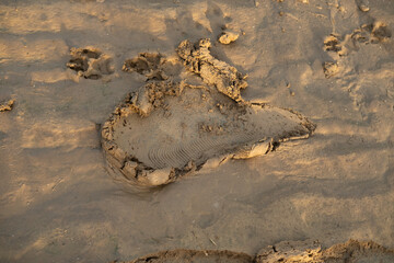 Footprint and tire track left in soft mud, Traces on muddy path, Evidence passage on natural trail,...