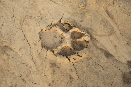 Wild animal paw print on dry, cracked earth, soft mud, Traces on muddy path, Evidence passage on natural trail, Adventure begins, rural Textured mud, outdoor activity