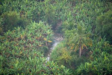 Lush, dense tropical landscape filled with vibrant green banana trees and palm trees, with a small stream or path winding through, depicting the rich natural bounty of an agricultural plantation or ju © Bolucevschi