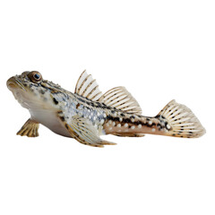 Fototapeta premium Detailed close-up of a freshwater fish showcasing its unique patterns and fins against a plain background
