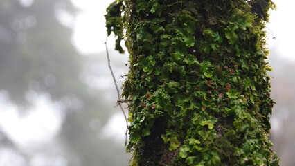 tree in the forest.beautiful landscape with a tree and a forest. morning fog. Sintra. Portugal.