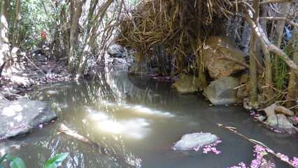 a waterfall in the park.Small waterfall in the forest. Beautiful natural background. Natural background. Israel. North.