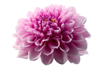 Beautiful pink dahlia flower with detailed petals and vibrant color