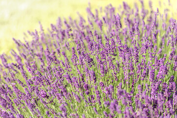 zagon kwitnącej lawendy w ogrodzie