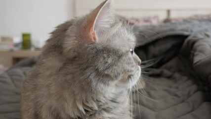 Gray cat gazes thoughtfully while resting on a cozy bed, showcasing a gradual zoom in on its serene expression and soft fur texture - Powered by Adobe