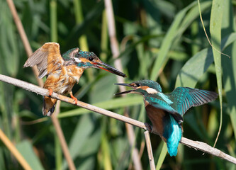 Common kingfisher, Alcedo atthis. A female feeds fish to her chick