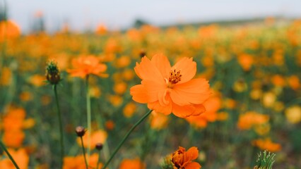 Orange cosmos flowers blooming in the field, soft focus and shallow DOF.