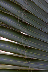 Close-up of a vibrant palm frond, showcasing its distinct fan-like pattern and delicate, hair-like...