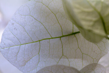 Macro close-up of a delicate white bougainvillea bract, showcasing its translucent, papery texture...
