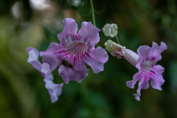 Close-up of two delicate pink trumpet vine flowers (Podranea ricasoliana), showcasing their vibrant...