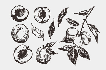 Apricot set, realistic hand drawn sketch, vector illustration