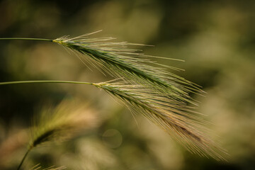 kłosy dzikiego zboża pochylające się © Henryk Niestrój