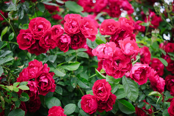 Vibrant roses in full bloom showcasing lush green foliage in a sunny garden setting