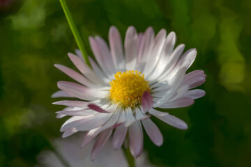 Uroczy kwiatuszek rozkwitł wiosną w ogrodzie w mieście. Zbliżenie stokrotki (Bellis perennis) w rozkwicie Kwiat ma delikatne białe płatki zabarwione na różowo na końcach, ułożone wokół  żółtego środka