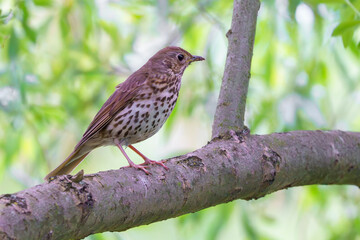 ptak drozd śpiewak (Turdus philomelos) siedzi na gałęzi