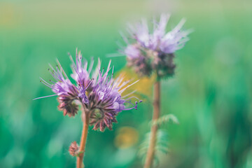 kwitnące kwiaty facelii (Phacelia Juss.) – rodzaj roślin z rodziny faceliowatych (Hydrophyllaceae).
