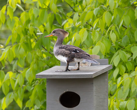 Hooded Merganser duck standing on nesting box