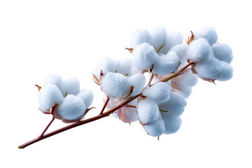 Cotton branch with fluffy white bolls on clear background