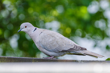 gołąb sierpówka siedzi na płocie