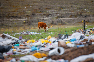 Solitary cow grazing amidst litter landscape. Concept of cattle disease, environmental pollution by...