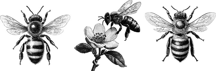 Vintage engraved bee pollination perching on a blooming flower illustration design for nature vector prints