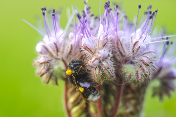 kwitnące kwiaty facelii (Phacelia Juss.) – rodzaj roślin z rodziny faceliowatych (Hydrophyllaceae). © Henryk Niestrój