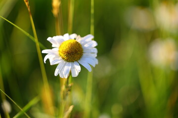 Obraz premium Close-up of a daisy flower lit by warm sunset light with softly blurred background in a peaceful atmosphere