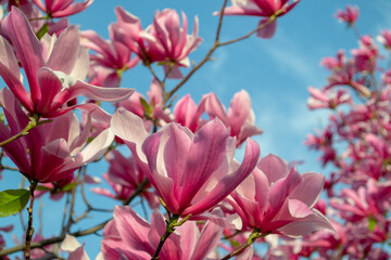 Gentle pink Magnolia soulangeana Flowers on a twig blooming against clear blue sky at spring